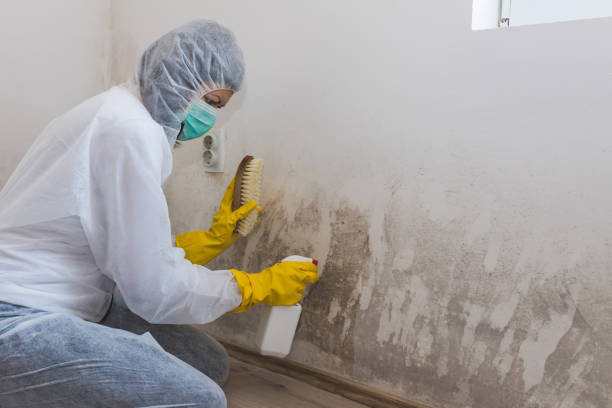 Best Mold Damage Restoration  in Elk Grove Vlage, IL