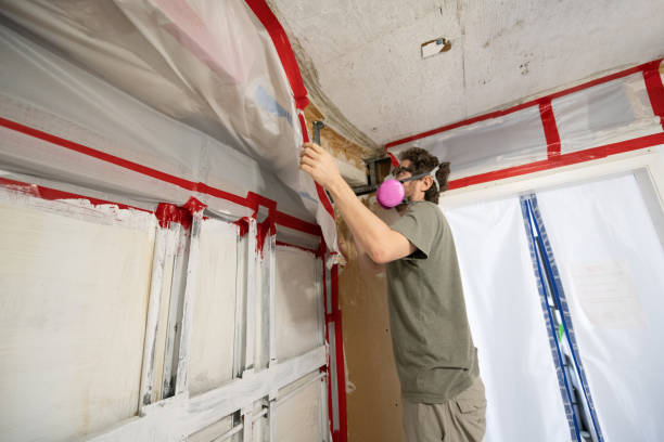 Best Biohazard Mold Removal  in Elk Grove Vlage, IL